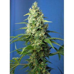 HONEY PEACH AUTO CBD ·...