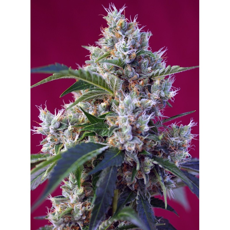 INDIGO BERRY KUSH · Sweet Seeds · cannabis seeds · Fem