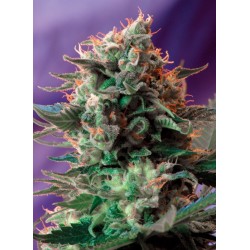 JACK 47 F1 FAST VERSION · Sweet Seeds · kenevir tohum · Disi · Fem