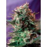 JACK 47 F1 FAST VERSION · Sweet Seeds · kenevir tohum · Disi · Fem