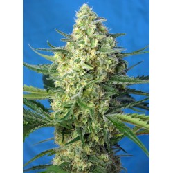 JACK 47 XL AUTO · Sweet...