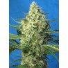 JACK 47 XL AUTO · Sweet Seeds · cannabis seeds · AutoFem