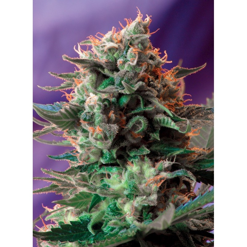 JACK 47 · Sweet Seeds · cannabis seeds · Fem