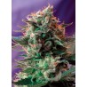 JACK 47 · Sweet Seeds · cannabis seeds · Fem