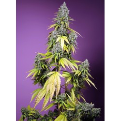 JET FUEL MANDARINE XL AUTO...
