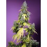 JET FUEL MANDARINE XL AUTO · Sweet Seeds · cannabis seeds · AutoFem