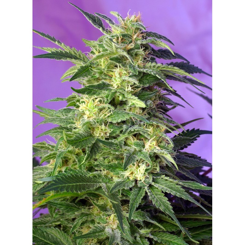 KILLER KUSH AUTO · Sweet Seeds · kenevir tohum · AutoFem