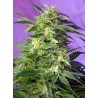 KILLER KUSH AUTO · Sweet Seeds · cannabis seeds · AutoFem