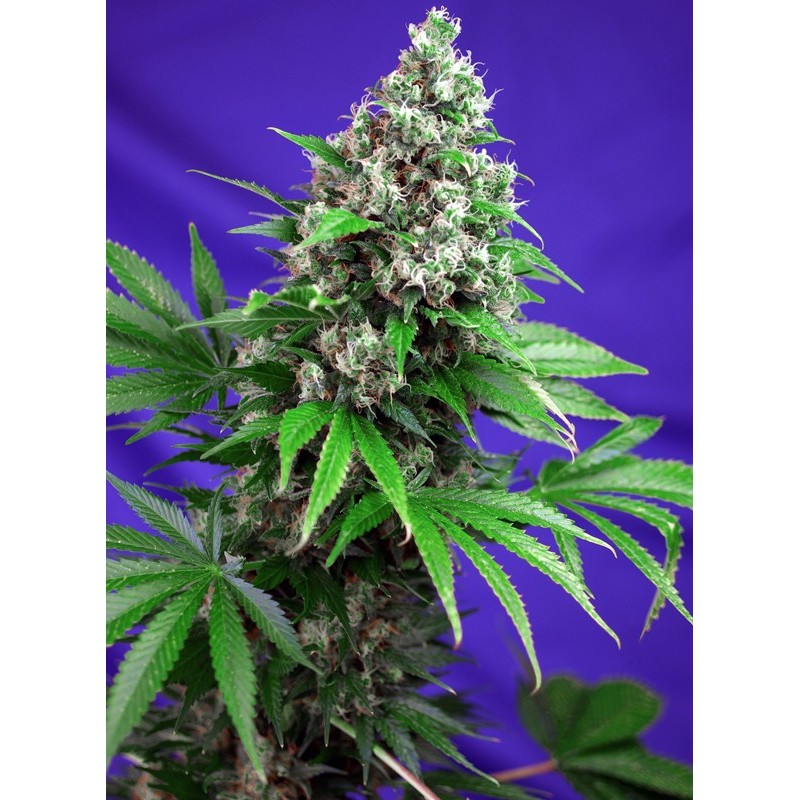 KILLER KUSH F1 FAST VERSION · Sweet Seeds · cannabis seeds · Fem