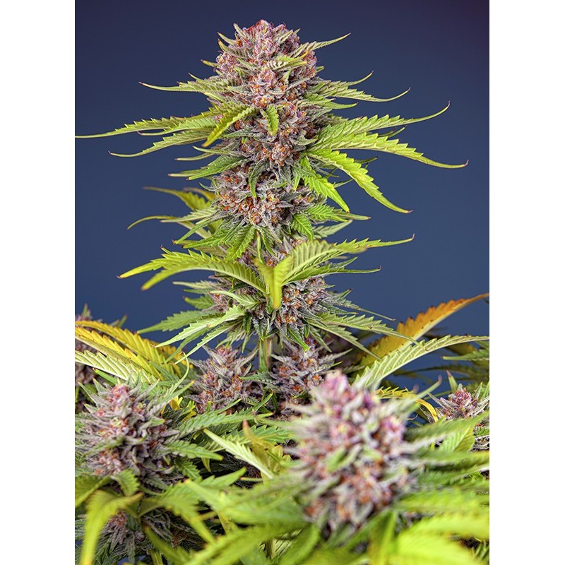 MIMOSA BRUCE BANNER XL AUTO · Sweet Seeds · cannabis seeds · AutoFem