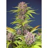 MIMOSA BRUCE BANNER XL AUTO · Sweet Seeds · cannabis seeds · AutoFem
