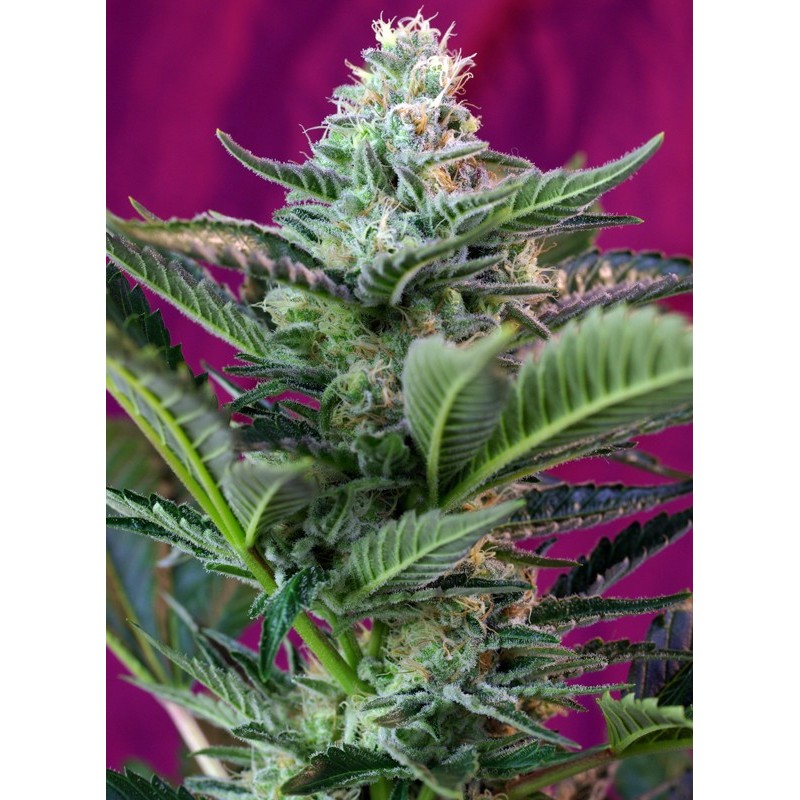 MOHAN RAM AUTO · Sweet Seeds · cannabis seeds · AutoFem