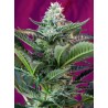 MOHAN RAM AUTO · Sweet Seeds · cannabis seeds · AutoFem