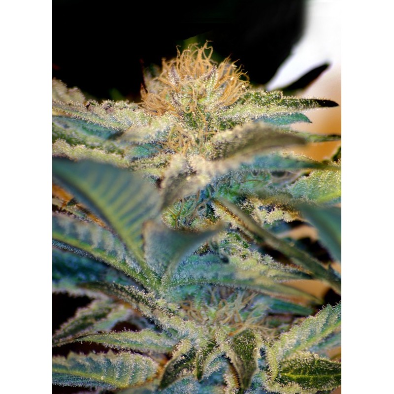 MOHAN RAM · Sweet Seeds · cannabis seeds · Fem