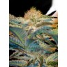 MOHAN RAM · Sweet Seeds · cannabis seeds · Fem
