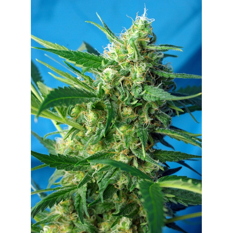 NYC DIESEL AUTO · Sweet Seeds · cannabis seeds · AutoFem