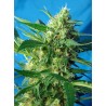 NYC DIESEL AUTO · Sweet Seeds · cannabis seeds · AutoFem
