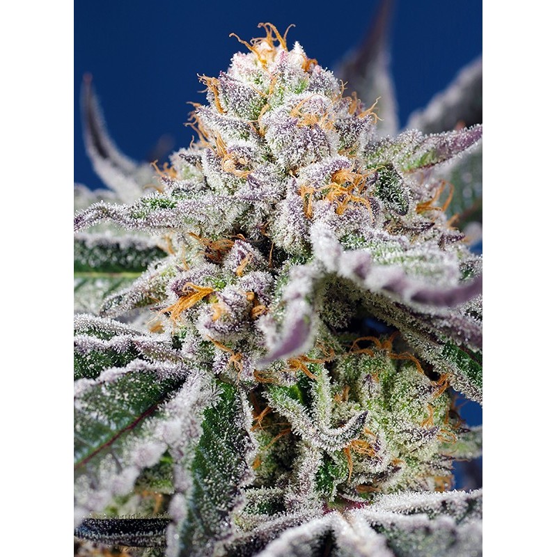 ORANGE APRICOT GLUE XL AUTO · Sweet Seeds · cannabis seeds · AutoFem