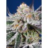 ORANGE APRICOT GLUE XL AUTO · Sweet Seeds · cannabis seeds · AutoFem