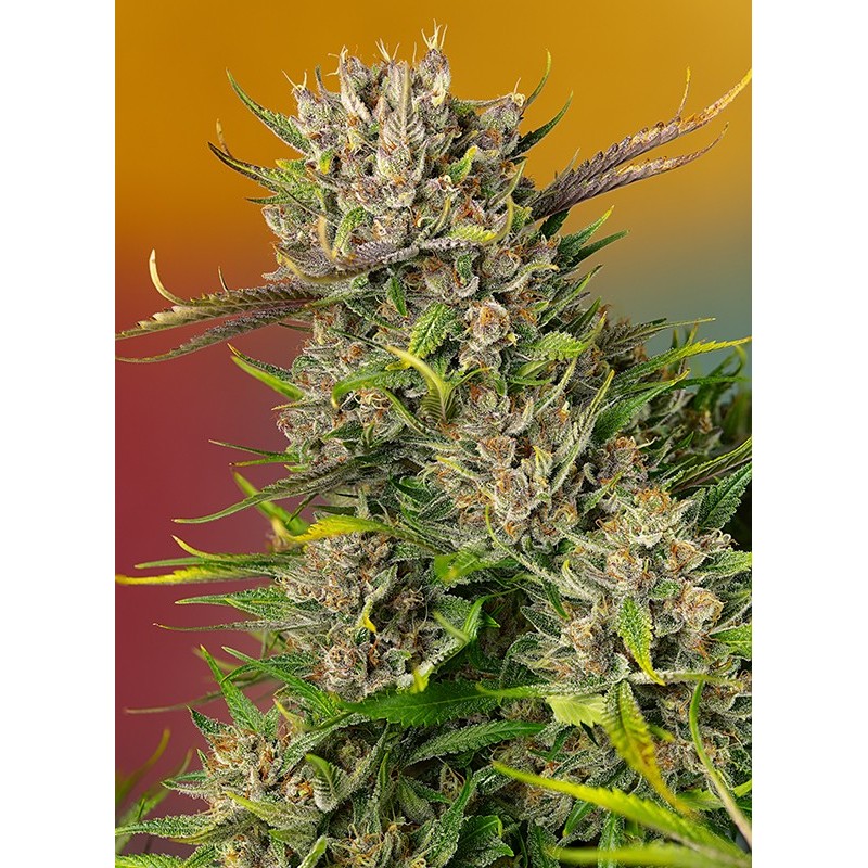 PAPAYA ZOAP AUTO · Sweet Seeds · cannabis seeds · AutoFem