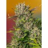 PAPAYA ZOAP AUTO · Sweet Seeds · cannabis seeds · AutoFem