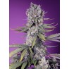 PAPAYA ZOAP F1 FAST VERSION  · Sweet Seeds · cannabis seeds · Fem