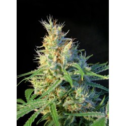 PSICODELICIA · Sweet Seeds...