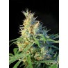 PSICODELICIA · Sweet Seeds · cannabis seeds · Fem