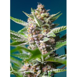 PURPLE PUNCH OG · Sweet...