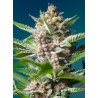 PURPLE PUNCH OG · Sweet Seeds · cannabis seeds · Fem