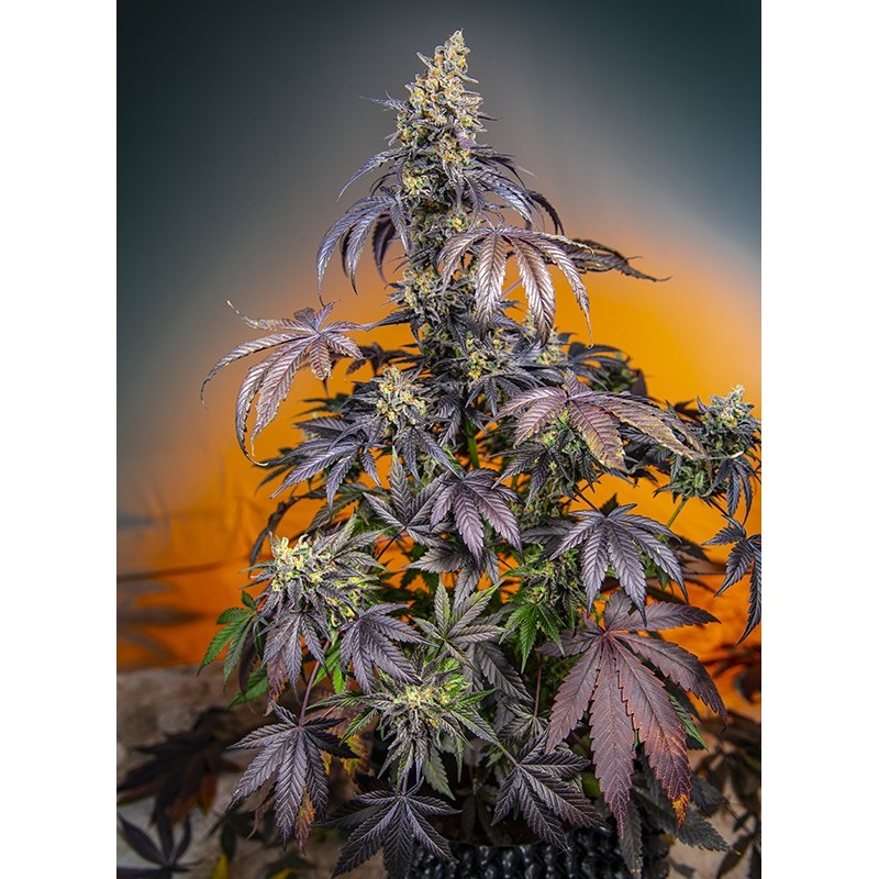 RED GORILLA GIRL XL AUTO · Sweet Seeds · cannabis seeds · AutoFem