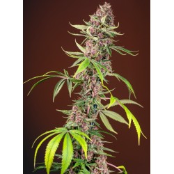 RED MANDARINE F1 FAST...