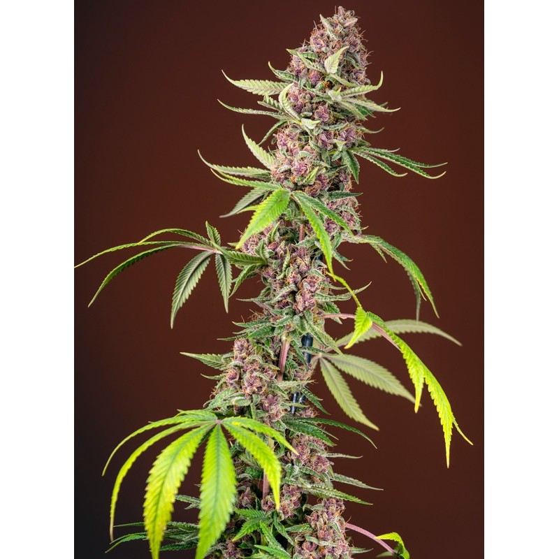 RED MANDARINE F1 FAST VERSION · Sweet Seeds · cannabis seeds · Fem