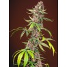 RED MANDARINE F1 FAST VERSION · Sweet Seeds · cannabis seeds · Fem