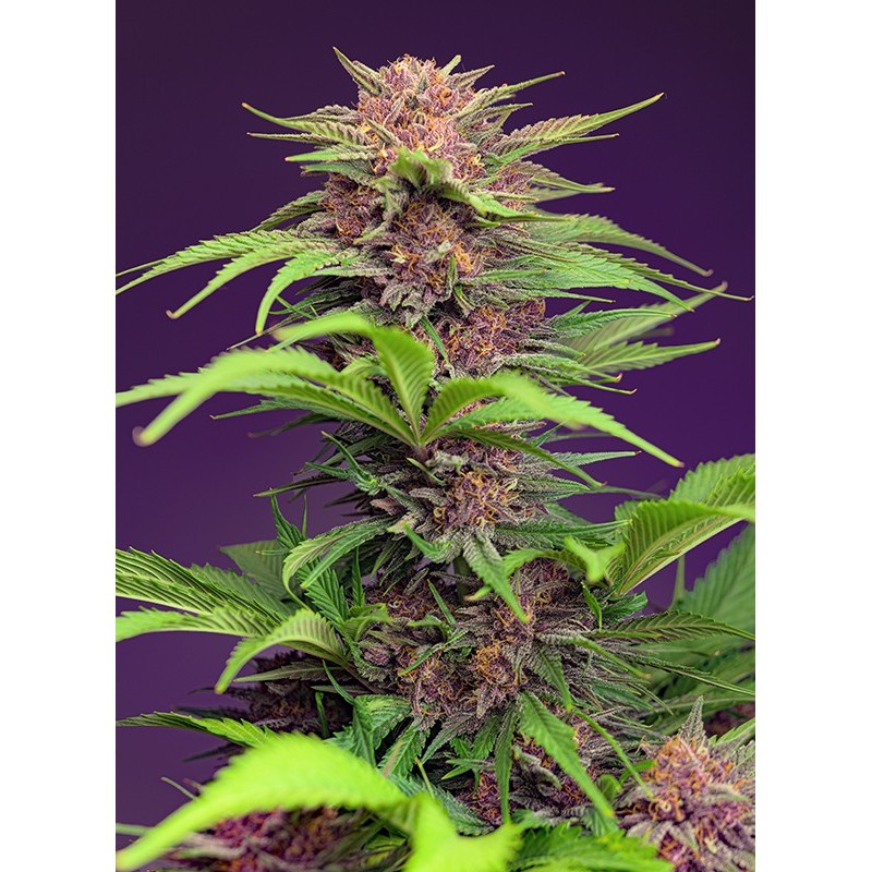 RED MIMOSA XL AUTO · Sweet Seeds · kenevir tohum · Disi · AutoFem
