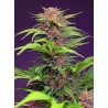 RED MIMOSA XL AUTO · Sweet Seeds · cannabis seeds · AutoFem