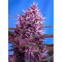 RED POISON AUTO · Sweet...