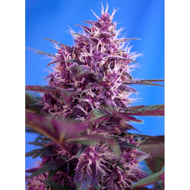 RED POISON AUTO · Sweet Seeds · cannabis seeds · AutoFem