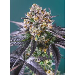 RED STRAWBERRY BANANA AUTO...