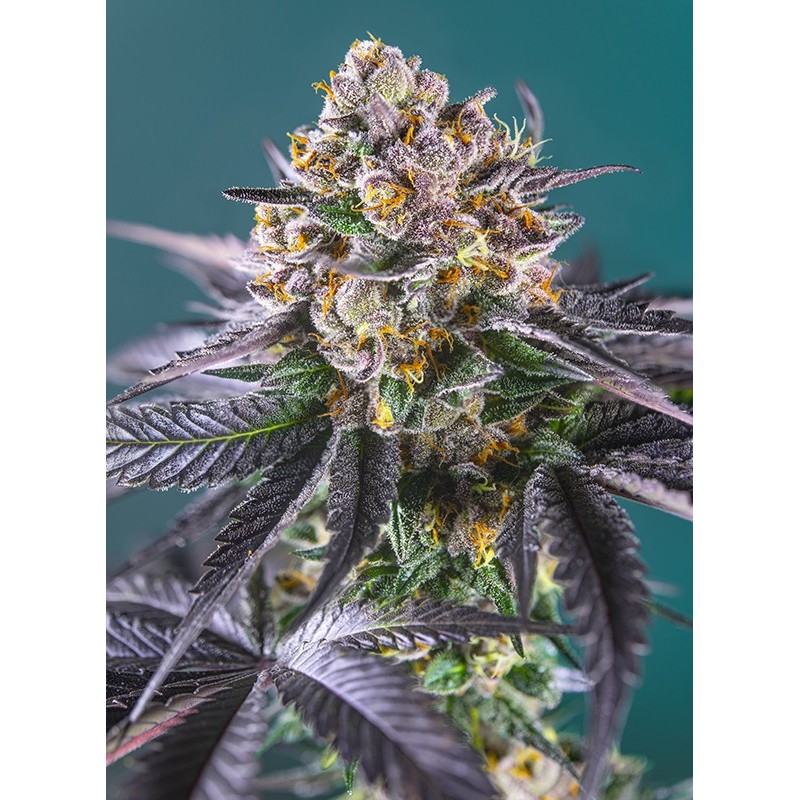 RED STRAWBERRY BANANA AUTO · Sweet Seeds · cannabis seeds · AutoFem