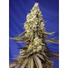 RUNTZ XL AUTO · Sweet Seeds · cannabis seeds · AutoFem