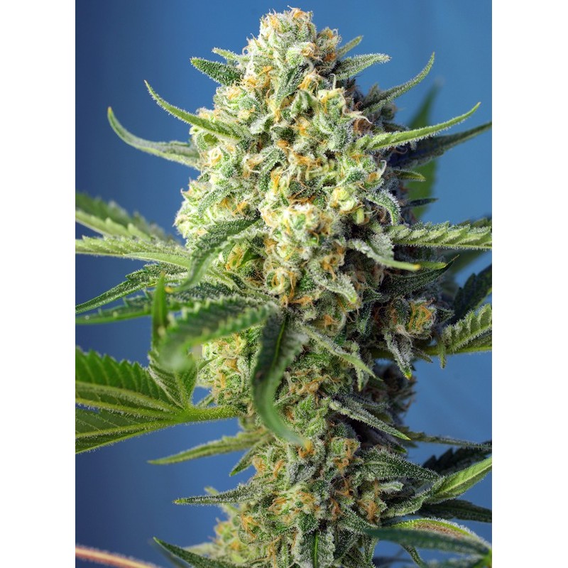 S.A.D. SWEET AFGANI DELICIOUS AUTO · Sweet Seeds · cannabis seeds · AutoFem