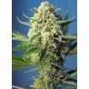 S.A.D. SWEET AFGANI DELICIOUS  AUTO · Sweet Seeds · cannabis seeds · AutoFem