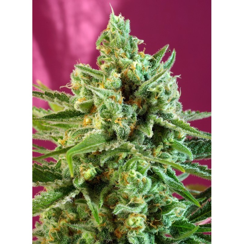 S.A.D. SWEET AFGANI DELICIOUS CBD · Sweet Seeds · cannabis seeds · Fem