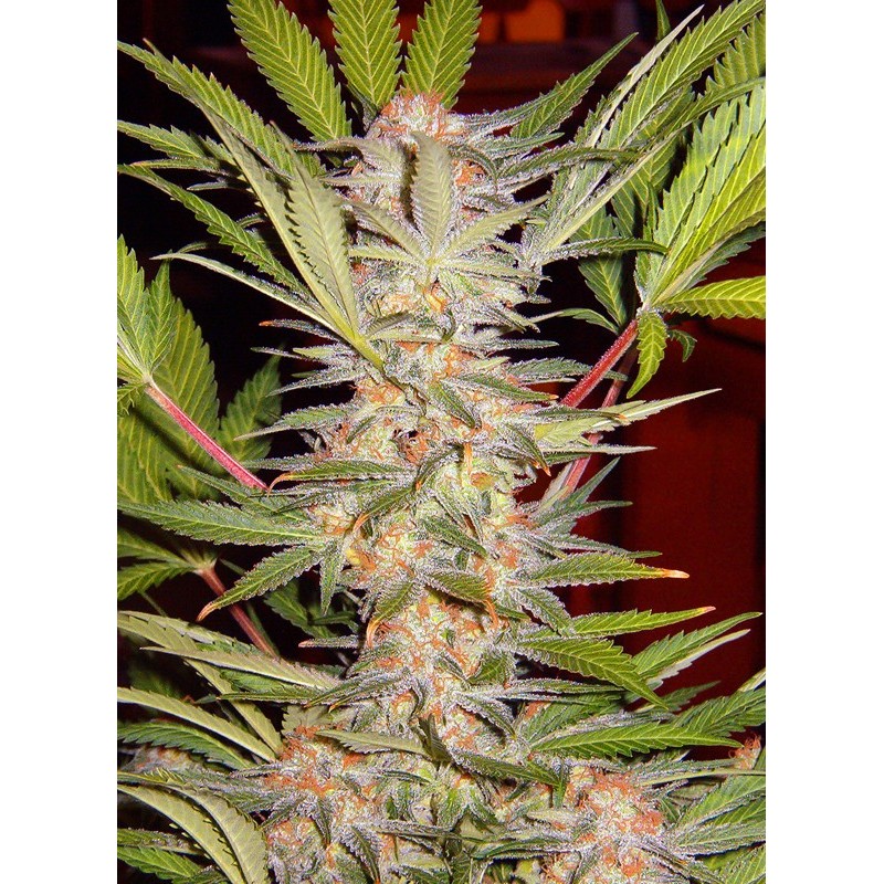 S.A.D. SWEET AFGANI DELICIOUS F1 FAST VERSION · Sweet Seeds · cannabis seeds · Fem