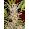 S.A.D. SWEET AFGANI DELICIOUS F1 FAST VERSION · Sweet Seeds · cannabis seeds · Fem