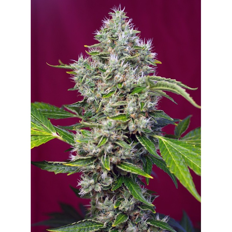 SAN FERNANDO LEMON KUSH · Sweet Seeds ·kenevir tohum · Fem
