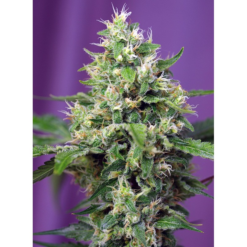 SWEET AMNESIA HAZE XL AUTO · Sweet Seeds · cannabis seeds · AutoFem