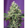 SWEET AMNESIA HAZE XL AUTO · Sweet Seeds · cannabis seeds · AutoFem