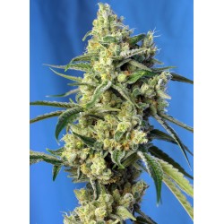 SWEET AMNESIA HAZE · Sweet...